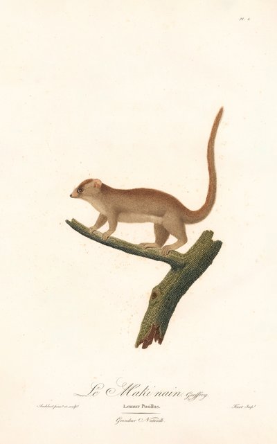 Lemur karłowaty (Lemur pusillus) autorstwa Jean Baptiste Audebert