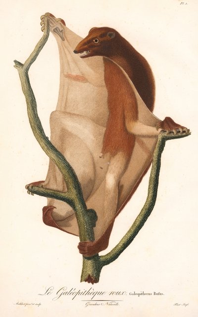 Latający lemur czerwony (Galeopithecus rufus) autorstwa Jean Baptiste Audebert