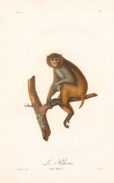 Makak rezus (Simia Rhesus) autorstwa Jean Baptiste Audebert