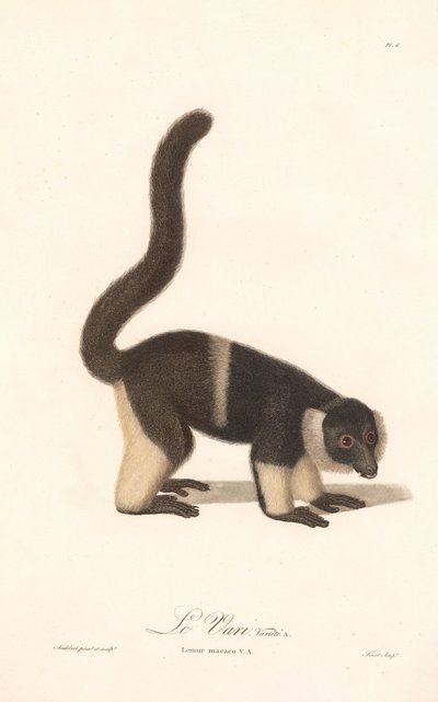 Odmiana lemura karłowatego (Lemur macaco V.A.) autorstwa Jean Baptiste Audebert