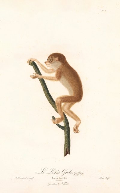 Loris smukły (Loris gracilis) autorstwa Jean Baptiste Audebert