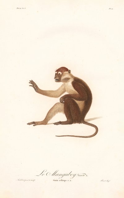 Wariant małpy Grivet (Simia aethiops v.a.) autorstwa Jean Baptiste Audebert