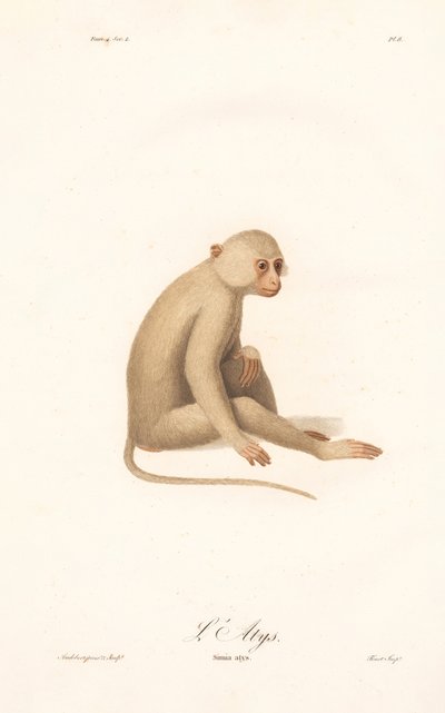 Gibbon białoręki (Simia alys) autorstwa Jean Baptiste Audebert
