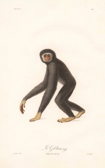Gibbon białoręki (Simia lar) autorstwa Jean Baptiste Audebert