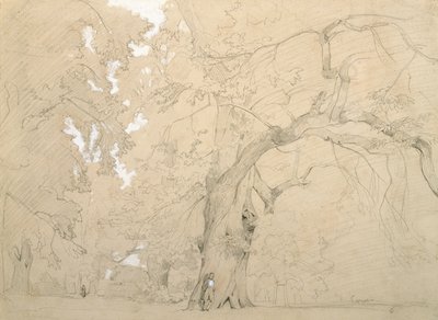 Młody człowiek przed wielkim dębem, ok. 1840 (ołówek i gwasz na papierze) autorstwa Jean Baptiste Camille Corot