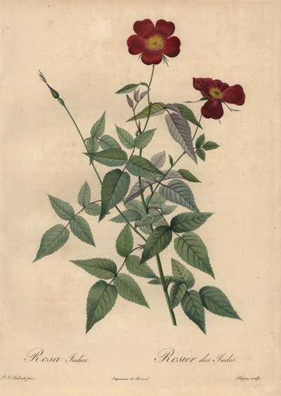 Karmazynowa róża chińska, Rosa chinensis. autorstwa Jean-Baptiste Chapuy