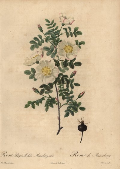 róża biedrzytkowata , Rosa pimpinellifolia Mariaeburgensi autorstwa Jean-Baptiste Chapuy