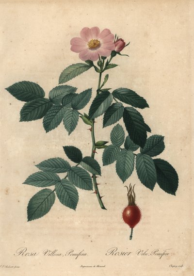Różowa róża jabłkowa, Rosa villosa. autorstwa Jean-Baptiste Chapuy