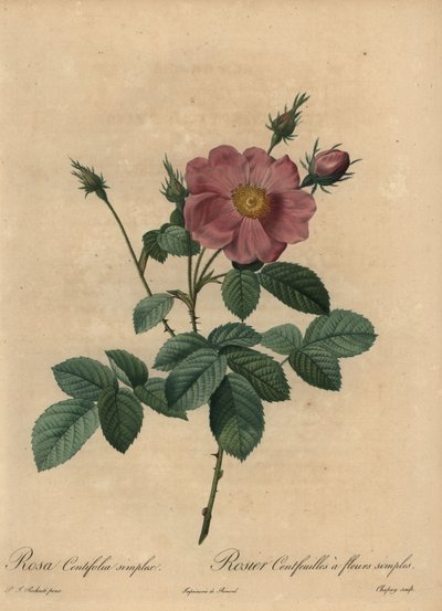 Różowa róża, Rosa centifolia simplex. autorstwa Jean-Baptiste Chapuy