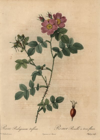 Różowa róża cukrowa, Rosa rustinosa. autorstwa Jean-Baptiste Chapuy