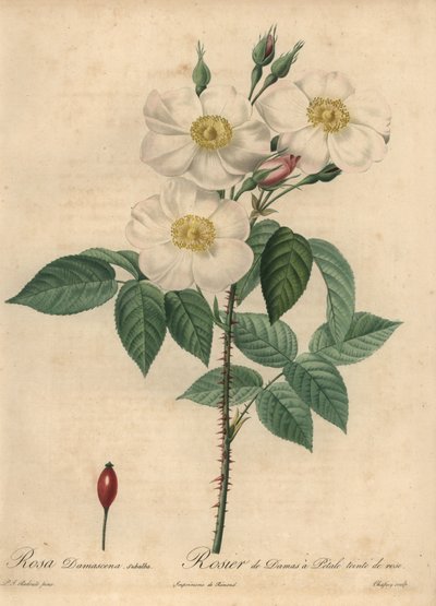 Biała róża damasceńska, Rosa x damascena. autorstwa Jean-Baptiste Chapuy