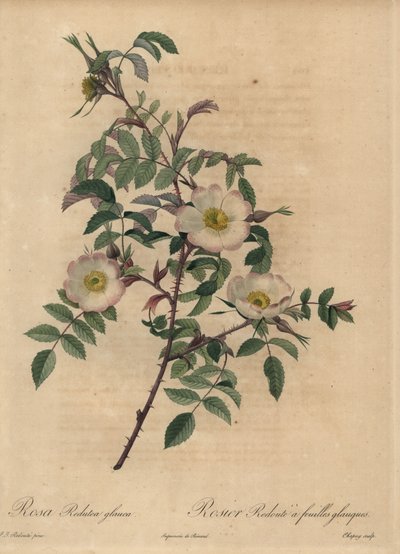 Róża biało-różowa, Rosa redutea glauca. autorstwa Jean-Baptiste Chapuy