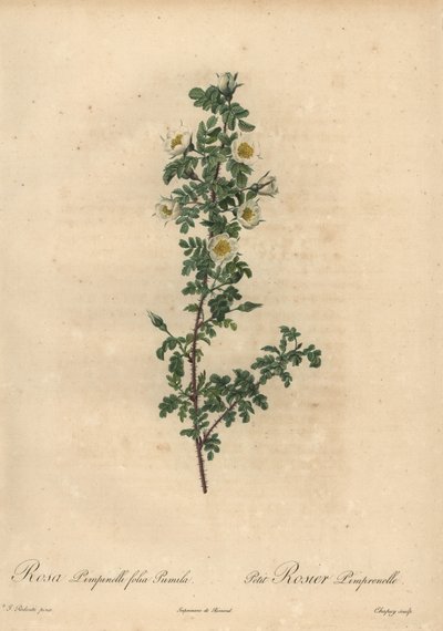 Biała róża biała, Rosa pimpinellifolia Pumila. autorstwa Jean-Baptiste Chapuy