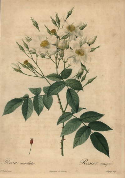 Biała róża piżmowa, Rosa moschata. autorstwa Jean-Baptiste Chapuy