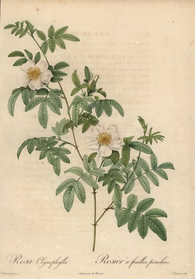 Biała róża, Rosa clynophylla. autorstwa Jean-Baptiste Chapuy