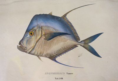 Argyreiosus vomer autorstwa Jean Baptiste Debret