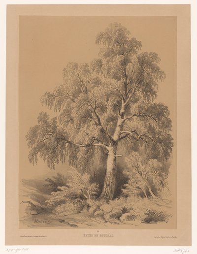 Studium z Berk Studium brzozy (tytuł na obiekcie) Portfel van Jean Baptiste Louis Hubert (tytuł serii) Portfel artysty (tytuł serii) autorstwa Jean Baptiste Louis Hubert