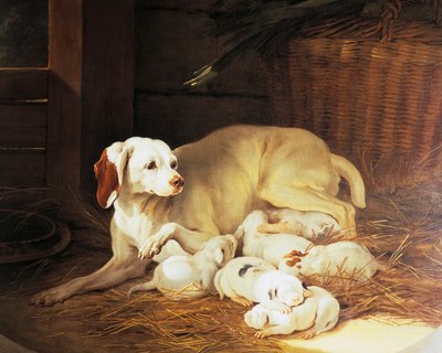 Szczenięta karmiące suki, fragment z Lise et ses petits, Jean-Baptiste Oudry (1686-1755), Francja autorstwa Jean Baptiste Oudry