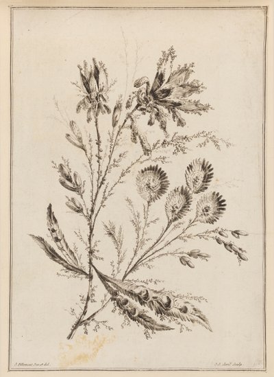 Kwiat Koni autorstwa Jean Baptiste Pillement