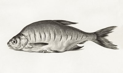 Fish (1775–1833) autorstwa Jean Bernard