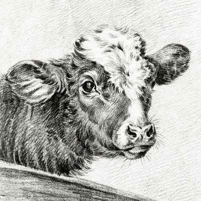 Głowa krowy autorstwa Jean Bernard