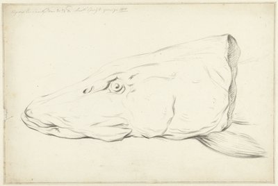 Głowa szczupaka autorstwa Jean Bernard