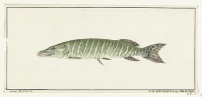 Szczupak autorstwa Jean Bernard