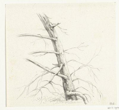 Studium drzewa autorstwa Jean Bernard