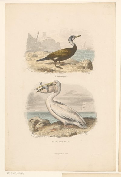 Kormoran i Biały Pelikan Le cormoran (tytuł na obiekcie) Le pelican blanc (tytuł na obiekcie) autorstwa Jean Charles Pardinel