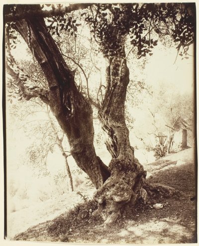 Olivier, Nicea (Drzewo oliwne, Nicea) autorstwa Jean Eugène Auguste Atget
