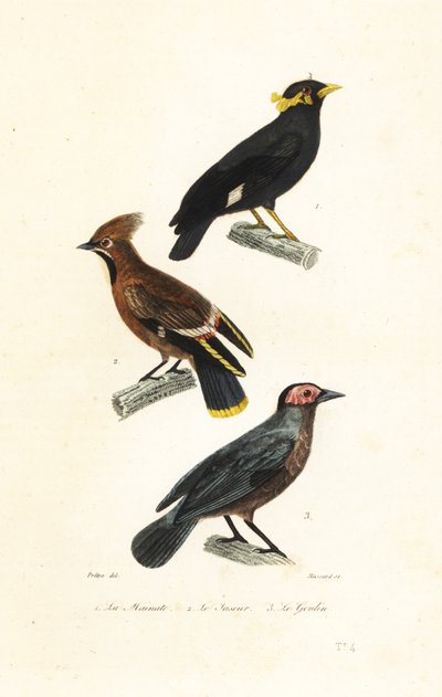 Wzgórze myna, jemiołuszka i coleto. autorstwa Jean Gabriel (after) Pretre