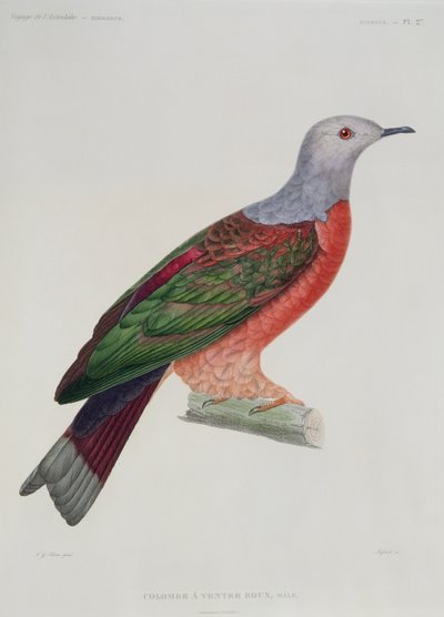 The Bleeding Heart Dove, ilustracja z „L