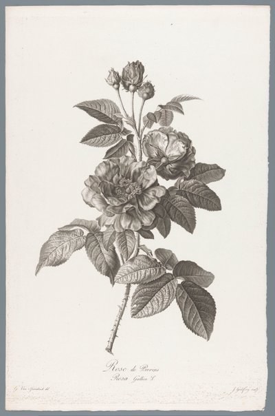 francuskie roos Rose de Provins / Rosa Gallica L. (tytuł na obiekcie) Kwiaty zaczerpnięte z natury (...) (tytuł serii) autorstwa Jean Godefroy