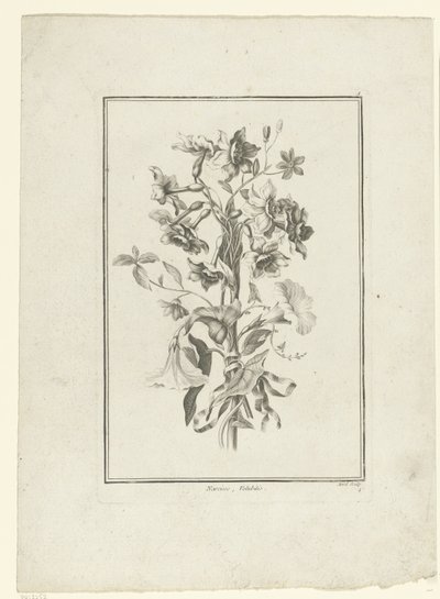 Bukiet narcyzów i powój Narcyz, Volubilis (tytuł na obiekcie) IIe Cahier de Bouquets (tytuł serii) autorstwa Jean Jacques Avril (I)