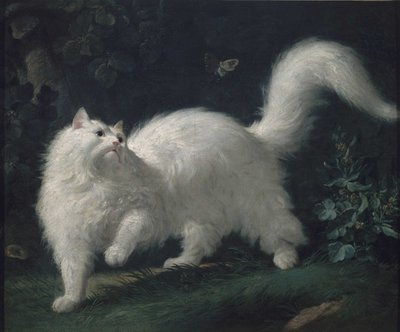Kot angorski goniący motyla, ok. 1760 (olej na płótnie) autorstwa Jean Jacques Bachelier