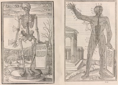 O sekcji części ludzkiego ciała, księga trzecia, 1545 autorstwa Jean Jollat
