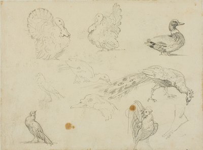 Szkice ptactwa domowego autorstwa Jean Louis André Théodore Géricault