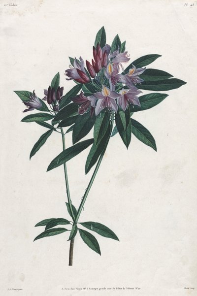 Rododendron pontyjski autorstwa Jean-Louis Prevost