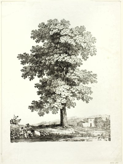 Studium drzewa autorstwa Jean Victor Bertin