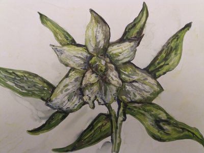 Zielona orchidea autorstwa Jeannette Stein