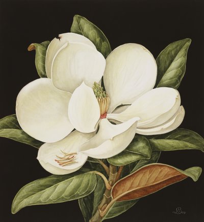 Magnolia Grandiflora, 2003 (wc na papierze) autorstwa Jenny Barron