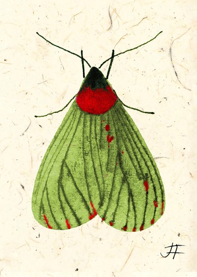 FlyMoth, 2024 (akwarela na papierze) autorstwa Jenny Frean
