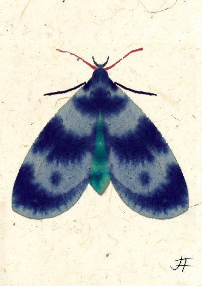 Indigo Moth, 2024 (akwarela na papierze) autorstwa Jenny Frean