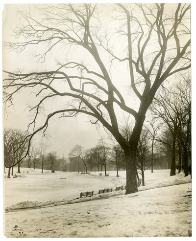 Boston Common i frog-pond, przy drzewie, Boston, USA, ok. 1902-10 (zdjęcie żelatynowo-srebrowe) autorstwa Jessie Tarbox Beals