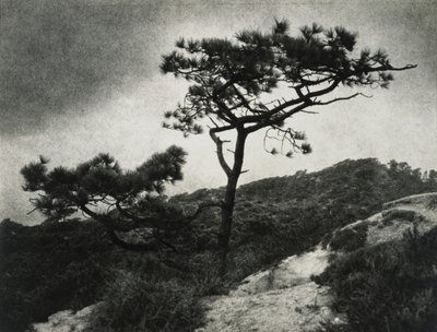 Znani Torrey Pines autorstwa Jessie Tarbox Beals