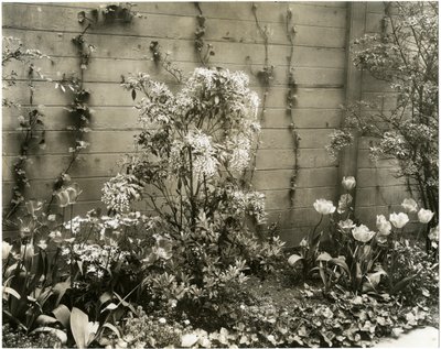 Mr & Mrs John Morgan, 39 W 11 St Center Andromeda plant, Greenwich Village, Nowy Jork, USA, c.1939-40 (zdjęcie żelatynowo-srebrowe) autorstwa Jessie Tarbox Beals