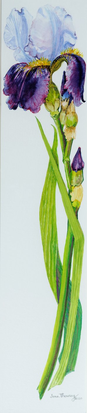 Irys z trzema pąkami, 2010, akwarela autorstwa Joan Thewsey