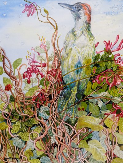 Dzięcioł w Wiciokrzewu, 2010, akwarela autorstwa Joan Thewsey