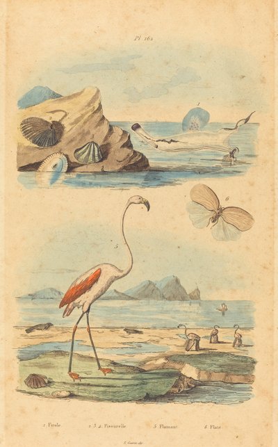 Flamingi i muszle autorstwa Joh. Baptist Pfitzer after Acavie Baron