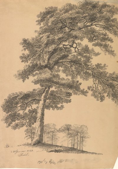 Sosna autorstwa Johan Christian Dahl